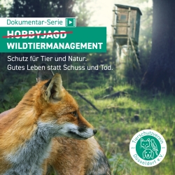 29.9.2024, 16:00 Uhr: "Wildtiermanagement gegen (Hobby)Jagd" - Teaser der Filmdoku und Impuls von Nicole Walther + Team